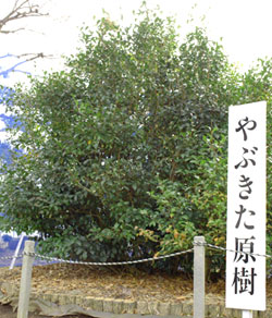 やぶきたの原樹 （静岡市谷田）